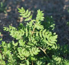 Tribulus terrestris