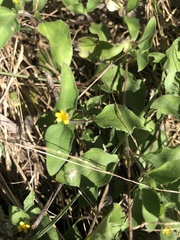 Calyptocarpus vialis