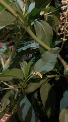 Phytolacca americana