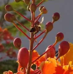Apis mellifera