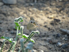 Junonia grisea