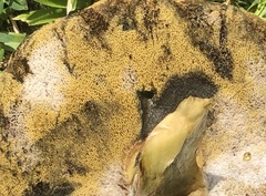 Hortiboletus rubellus