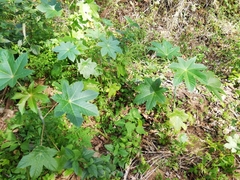Ricinus communis