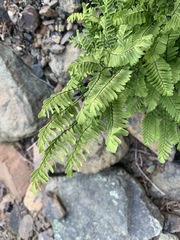 Adiantum aleuticum