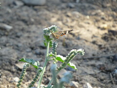 Junonia grisea