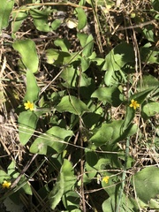 Calyptocarpus vialis