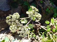 Peucedanum japonicum