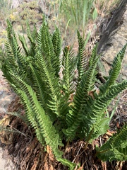 Polystichum scopulinum