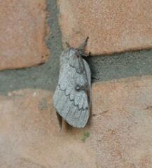 Syssphinx heiligbrodti