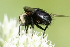 Juriniopsis adusta