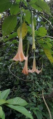 Brugmansia arborea