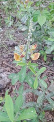 Crotalaria
