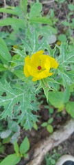 Argemone mexicana
