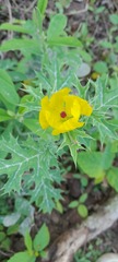 Argemone mexicana