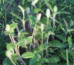 Gomphrena serrata