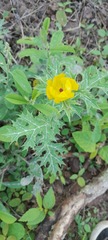 Argemone mexicana