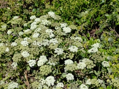 Peucedanum japonicum