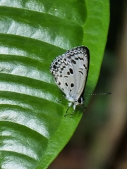 Acytolepis puspa