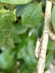 Entiminae