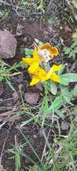 Crotalaria retusa