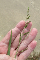 Echinochloa colona