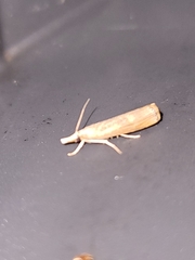 Parapediasia teterrellus