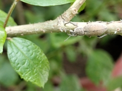Entiminae