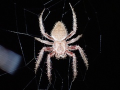 Eriophora