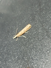 Parapediasia teterrellus