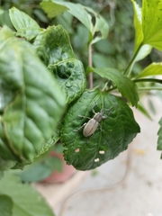 Entiminae