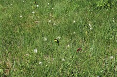 Platanthera blephariglottis