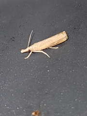 Parapediasia teterrellus