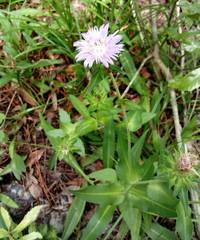 Stokesia laevis