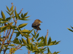 Empidonax