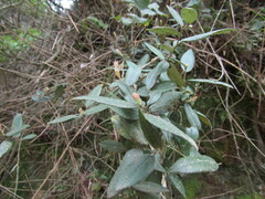 Gaultheria insana