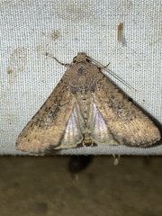 Condica sutor