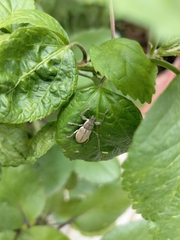 Entiminae