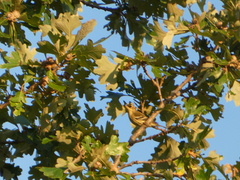 Setophaga fusca