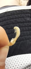 Balanomorpha