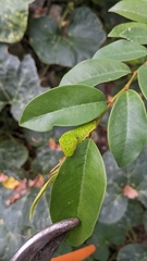 Graphium agamemnon agamemnon