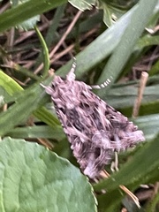 Ctenoplusia oxygramma