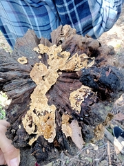 Coniophora puteana