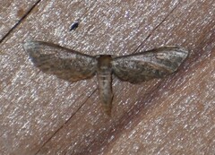 Protoproutia laredoata