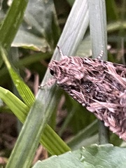 Ctenoplusia oxygramma