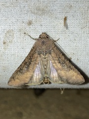 Condica sutor