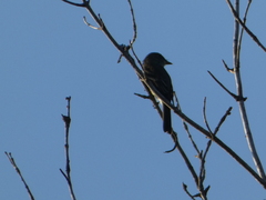 Empidonax