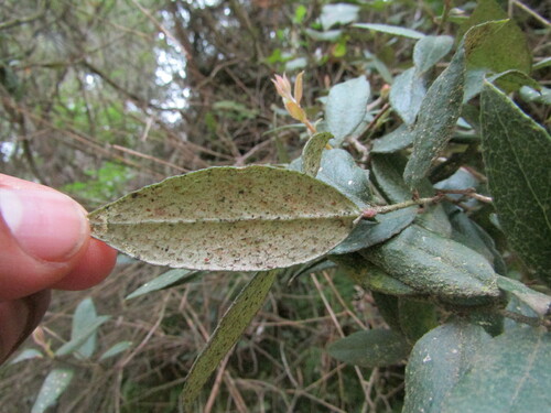 Image of Gaultheria insana by (c) Bruno Avilez, some rights reserved (CC BY)