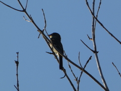 Empidonax