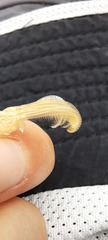 Balanomorpha