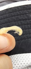 Balanomorpha